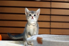 고양이분양 아비시니안 분양, 고양이분양포털 주세요닷컴 No1178232