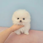 강아지분양 포메라니안 분양, 강아지분양포털 주세요닷컴 No1178975