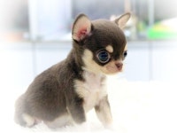 강아지분양 치와와 분양, 강아지분양포털 주세요닷컴 No1184721