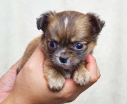 강아지분양 치와와 분양, 강아지분양포털 주세요닷컴 No1189222