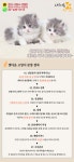 고양이분양 페르시안 분양, 고양이분양포털 주세요닷컴 No1189948