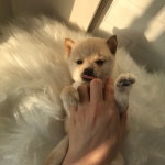 강아지분양 시바견 분양, 강아지분양포털 주세요닷컴 No1195641