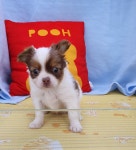 강아지분양 치와와 분양, 강아지분양포털 주세요닷컴 No1198576