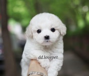 강아지분양 비숑프리제 분양, 강아지분양포털 주세요닷컴 No1198798