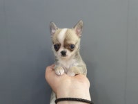 강아지분양 치와와 분양, 강아지분양포털 주세요닷컴 No1199411