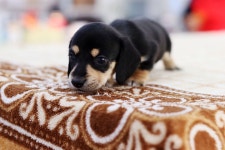 강아지분양 닥스훈트 분양, 강아지분양포털 주세요닷컴 No1199215