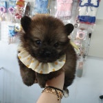 강아지분양 포메라니안 분양, 강아지분양포털 주세요닷컴 No1202777