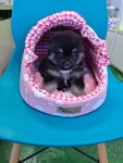 강아지분양 포메라니안 분양, 강아지분양포털 주세요닷컴 No1203409