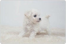 강아지분양 비숑프리제 분양, 강아지분양포털 주세요닷컴 No1206197