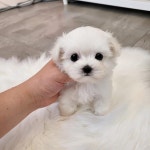 강아지분양 말티즈 분양, 강아지분양포털 주세요닷컴 No1207248