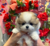 강아지분양 포메라니안 분양, 강아지분양포털 주세요닷컴 No1211110