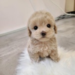 강아지분양 푸들 분양, 강아지분양포털 주세요닷컴 No1211550