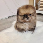 강아지분양 포메라니안 분양, 강아지분양포털 주세요닷컴 No1212945