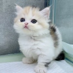 고양이분양 먼치킨 분양, 고양이분양포털 주세요닷컴 No1215258