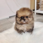 강아지분양 포메라니안 분양, 강아지분양포털 주세요닷컴 No1215297