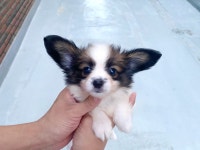 강아지분양 빠삐용 분양, 강아지분양포털 주세요닷컴 No1216918