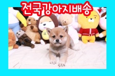 강아지분양 시바견 분양, 강아지분양포털 주세요닷컴 No1217922