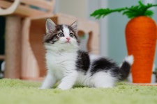 고양이분양 노르웨이 숲 분양, 고양이분양포털 주세요닷컴 No1222176