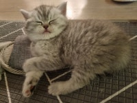 고양이분양 브리티쉬 숏헤어 분양, 고양이분양포털 주세요닷컴 No1222829