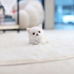 강아지분양 치와와 분양, 강아지분양포털 주세요닷컴 No1224140