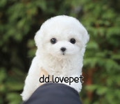 강아지분양 비숑프리제 분양, 강아지분양포털 주세요닷컴 No1228499