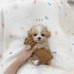 강아지분양 말티푸 분양, 강아지분양포털 주세요닷컴 No1230071