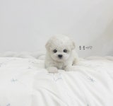 강아지분양 비숑프리제 분양, 강아지분양포털 주세요닷컴 No1230897
