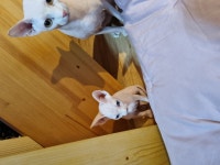 고양이분양 스핑크스 분양, 고양이분양포털 주세요닷컴 No1232660