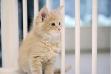 고양이분양 메인쿤 분양, 고양이분양포털 주세요닷컴 No1235720