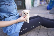 강아지분양 치와와 분양, 강아지분양포털 주세요닷컴 No1236997