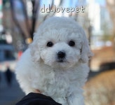 강아지분양 비숑프리제 분양, 강아지분양포털 주세요닷컴 No1238351