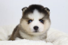 강아지분양 폼스키 분양, 강아지분양포털 주세요닷컴 No1239665