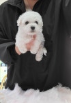 강아지분양 비숑프리제 분양, 강아지분양포털 주세요닷컴 No1239729
