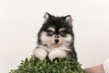 강아지분양 폼스키 분양, 강아지분양포털 주세요닷컴 No1241259