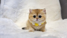 고양이분양 브리티쉬 숏헤어 분양, 고양이분양포털 주세요닷컴 No1241216