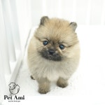 강아지분양 포메라니안 분양, 강아지분양포털 주세요닷컴 No1247720