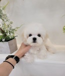 강아지분양 비숑프리제 분양, 강아지분양포털 주세요닷컴 No1247883