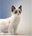 고양이분양 렉돌 분양, 고양이분양포털 주세요닷컴 No1250415