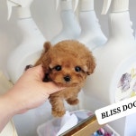 강아지분양 말티푸 분양, 강아지분양포털 주세요닷컴 No1249353