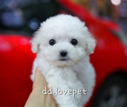 강아지분양 비숑프리제 분양, 강아지분양포털 주세요닷컴 No1249906