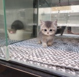 고양이분양 브리티쉬 숏헤어 분양, 고양이분양포털 주세요닷컴 No1255430