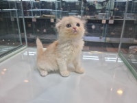 고양이분양 하이랜드폴드 분양, 고양이분양포털 주세요닷컴 No1255443