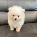 강아지분양 포메라니안 분양, 강아지분양포털 주세요닷컴 No1257005