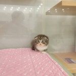 고양이분양 하이랜드 폴드 분양, 고양이분양포털 주세요닷컴 No1256848