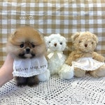 강아지분양 포메라니안 분양, 강아지분양포털 주세요닷컴 No1257082