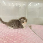 고양이분양 하이랜드 폴드 분양, 고양이분양포털 주세요닷컴 No1257542