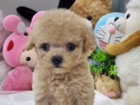 강아지분양 푸들 분양, 강아지분양포털 주세요닷컴 No1257589
