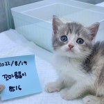 고양이분양 브리티쉬 숏헤어 분양, 고양이분양포털 주세요닷컴 No1257608