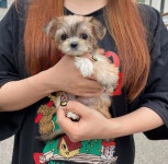 강아지분양 몰키 분양, 강아지분양포털 주세요닷컴 No1260521