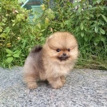 강아지분양 포메라니안 분양, 강아지분양포털 주세요닷컴 No1261592